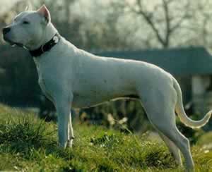 DOG ARGENTINIAN